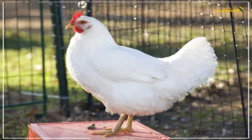 تطور جديد.. أسعار الدواجن اليوم هل تستقر أم تشهد ارتفاعًا غير متوقع في الأسواق؟ 1